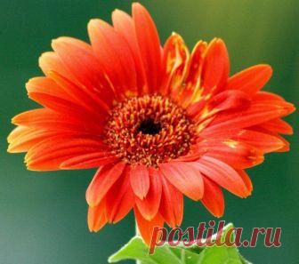 20 растений с большими цветками – яркие акценты для вашего сада