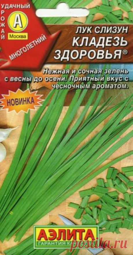 Лук-слизун на грядке, в цветнике и дома