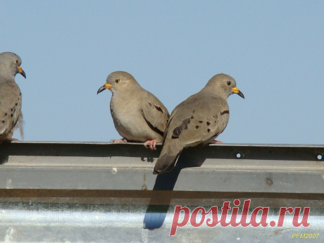 Сем. Голубиные (Columbidae)
Перуанская земляная горлица (Columbina cruziana)