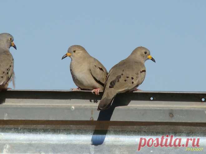 Сем. Голубиные (Columbidae)
Перуанская земляная горлица (Columbina cruziana)