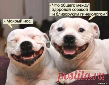 Самые смешные картинки с надписями (28 фоточек) . Тут забавно !!!