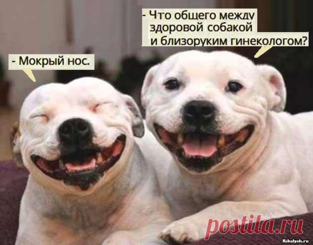 Самые смешные картинки с надписями (28 фоточек) . Тут забавно !!!