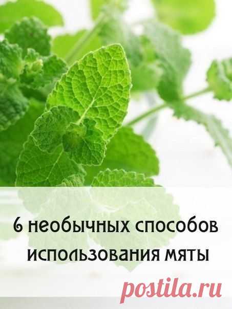6 необычных способов использования мяты / Здоровый аппетит