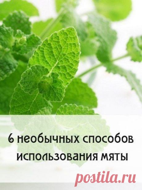 6 необычных способов использования мяты / Здоровый аппетит