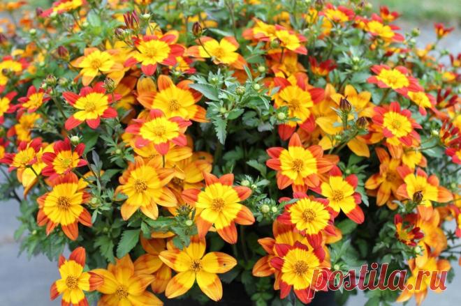 Малоизвестные, но красивые цветы способные заменить лобелию и петунию в любом саду | Любимая Дача... Уже скоро начинается сезон посадок рассады цветов и я хочу порекомендовать некоторые растения для замены надоевших уже лобелий и петуний. Одним словом - “обычные” цветы, которые уже порядком успели...