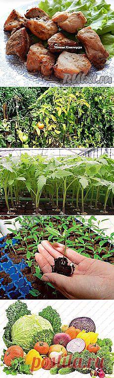 Как приготовить шашлык в аэрогриле (рецепт с... и другие материалы. Новое в Вашей подборке на Постила.ru - hyanhe@mail.ru - Почта Mail.Ru