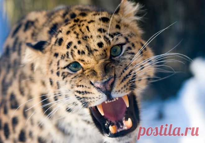 Очень забавные фото животных с эмоциями — найдите на них себя | WWF России | Яндекс Дзен