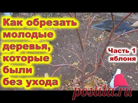 Обрезка молодой неухоженной яблони