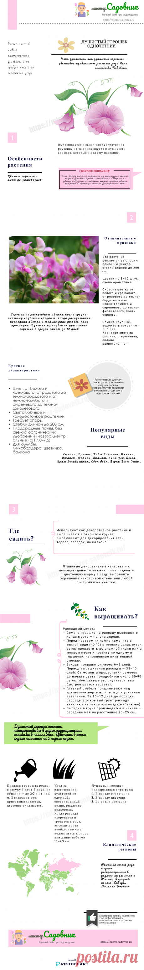 Душистый горошек - сорта и особенности ухода за цветком в саду