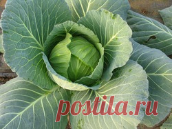 Чтобы капуста завязала отличный кочан / Асиенда.ру