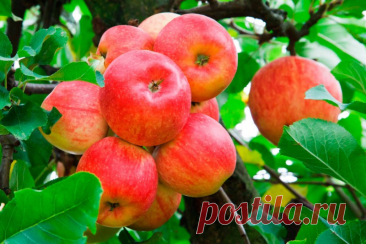 Как омолодить старую яблоню Сроки обрезки старых яблоньДля того чтобы минимизировать стресс от обрезки у дерева, необходимо правильно выбрать сроки. Зимой при сильных отрицательных температурах древесина становится хрупкой, летом яблоня будет долго истекать соком, да и кромсать живое дерево мало кому понравится, а...