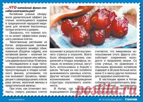 Финик китайский - польза
