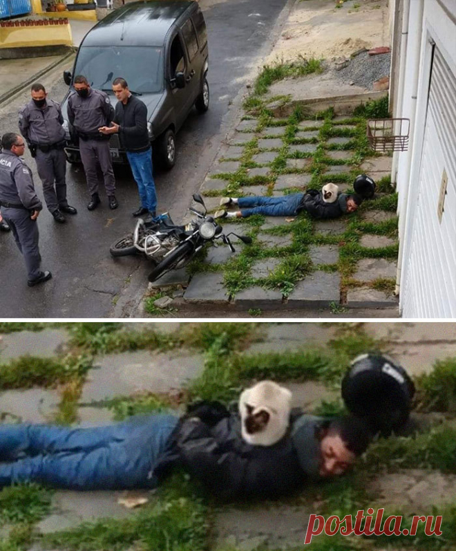 10+ фото котов, которые поднимут настроение даже в самый хмурый день. Ридус