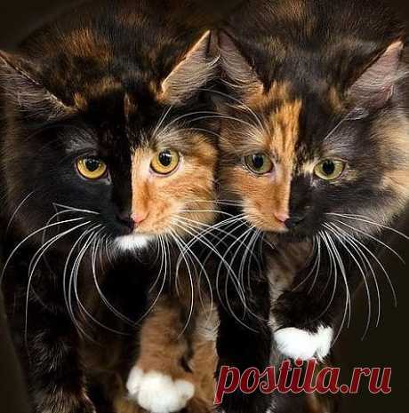 Прикольные коты
