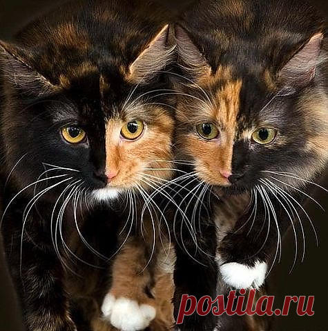 Прикольные коты