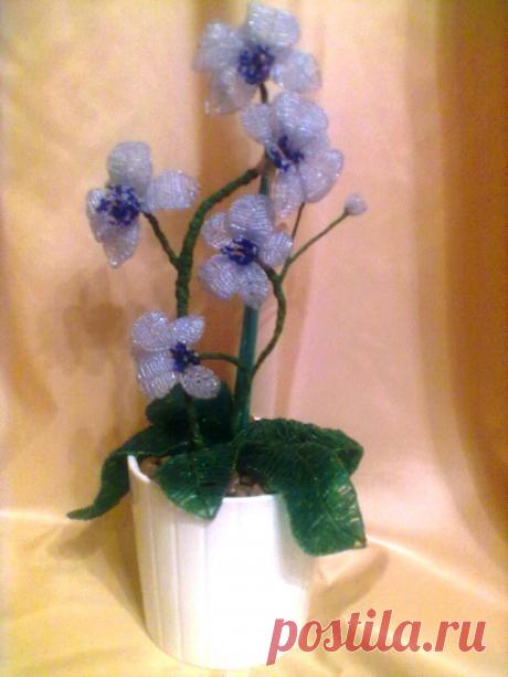 орхидея бисерная