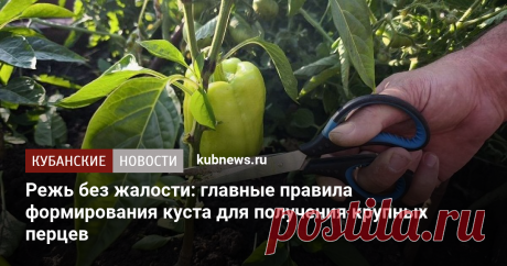 Режь без жалости: главные правила формирования куста для получения крупных перцев. 3 июля 2025 г. Кубанские новости
