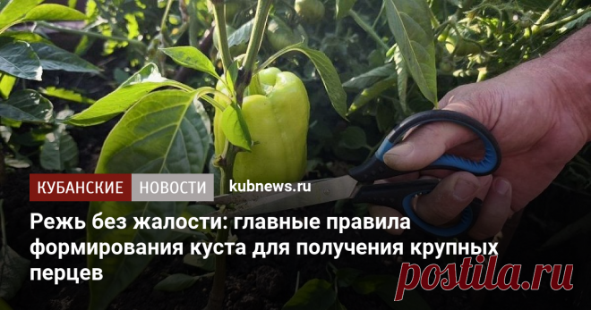Режь без жалости: главные правила формирования куста для получения крупных перцев. 3 июля 2025 г. Кубанские новости