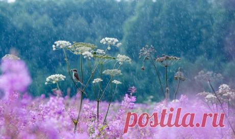 Встреча с мухоловкой под дождем. Автор снимка – Татьяна Ярмолюк: nat-geo.ru/community/user/221653/