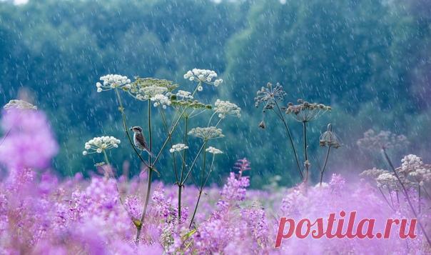 Встреча с мухоловкой под дождем. Автор снимка – Татьяна Ярмолюк: nat-geo.ru/community/user/221653/