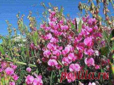 Чина многолетняя посадка и уход в открытом грунте