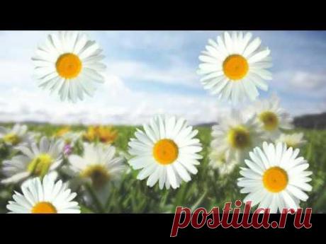 ▶ Футаж Полянка и ромашки HD720p - YouTube