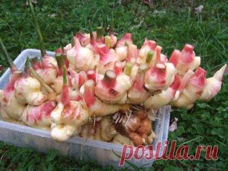 Хотите вырастить имбирь дома? Февраль - лучший месяц для посадки! » Женский Мир