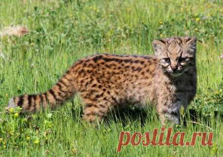 20 редких диких кошек - Чилийская кошка