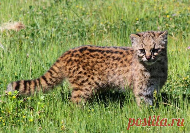 20 редких диких кошек - Чилийская кошка