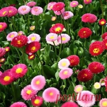 Цветы маргаритки многолетние: фото, описание, как выглядит маргаритка и как её вырастить