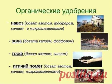ОРГАНИЧЕСКИЕ ПОДКОРМКИ!!! 
------------------------------------------------------------------------------------------- 
Чтобы не потерять совет , жмите поделиться. 
------------------------------------------------------------------------------------------- 
Зольная подкормка 
Еще один популярный у сторонников природного земледелия вид подкормки. 
Древесная или соломенная зола в органическом земледелии считается одним из лучших источников калия и фосфора, соответственно подкормка зольным настоем