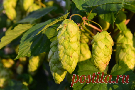 Хмель для здоровья — 6 соток