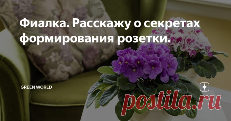 Фиалка. Расскажу о секретах формирования розетки. Фиалка, она же сенполия, украшает наши подоконники милыми шапочками цветов. Но, только в том случае, если растения ухожены. Уход за фиалками - не только полив, пересадка, и подкормка. Но это и аккуратные ровные розетки, с блестящими здоровьем листьями. Красивая розетка - залог пышного цветения фиалки. Ей не мешают многочисленные пасынки, образующиеся в пазухах листьев. Они забирают много питания,
