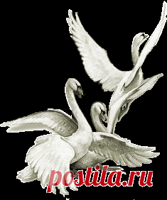 pic (235×282)