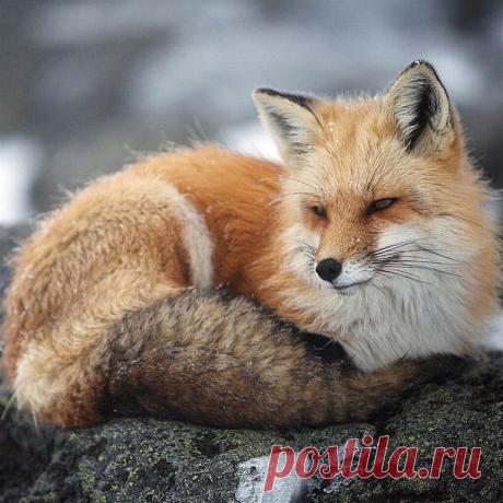 Приложение "Открытки"
Лариса Зигарева(Симонова)