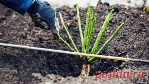 6 правил посадки розы в мае, дающие гарантированный результат Весна, а точнее, май — самое время для высаживания роз на постоянное место. Чтобы розы максимально быстро прижились и пустились в рост,