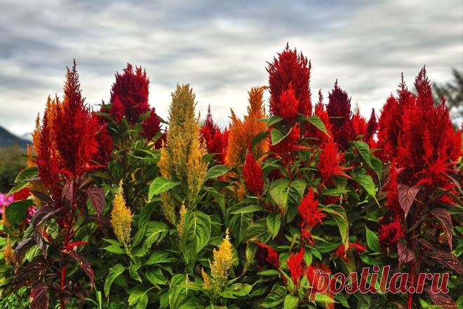 Посадил и забыл: несколько красивых растений для ленивого садовода | Красивый сад и огород | Пульс Mail.ru Если времени ухаживать за растениями нет, а красивые клумбы в своем саду иметь хочется, то выход есть. Нужно просто посадить неприхотливые...