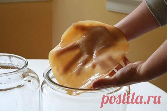 ЧАЙНЫЙ ГРИБ — АНТИБИОТИК ИЗ БАНКИ. КАК ВЫРАСТИТЬ САМОСТОЯТЕЛЬНО. 
Чайный гриб — антибиотик из банки. Как вырастить самостоятельно. 
Чайный гриб — это симбиоз различных бактерий и дрожжей, возникший в естественных условиях. Чайный гриб был настолько популярен среди жителей различных народностей, что упоминания о нём можно найти практически в каждой культуре. Это не удивительно, ведь помимо приятного вкуса и ряда полезных свойств, культуральная жидкость чайного гриба является мощнейшим антибиоти