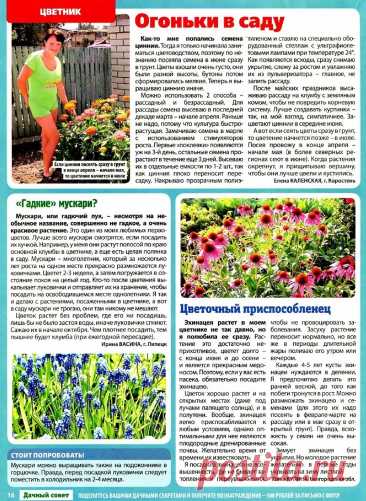 Цинии. Мускари. Эхинацея