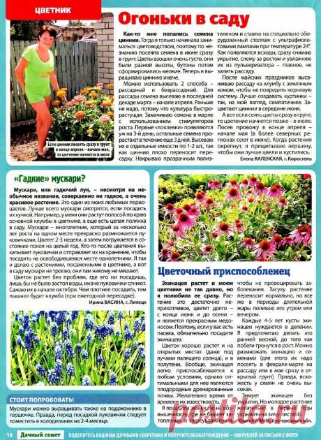 Цинии. Мускари. Эхинацея
