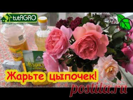 НА КАКОМ МАСЛЕ ЖАРИТЬ ОВОЩИ, ЯЙЦА, МЯСО и РЫБУ?