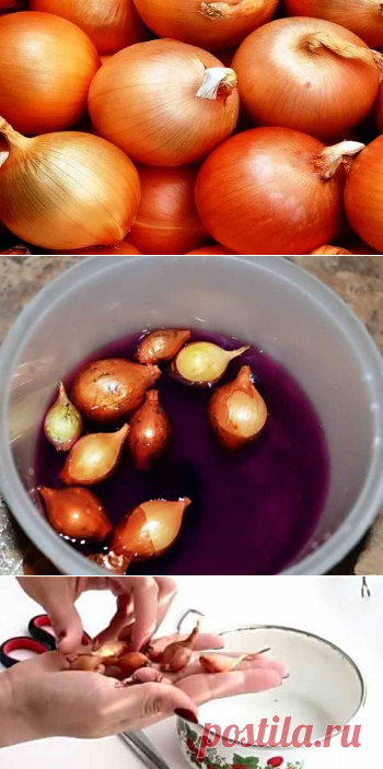 Как подготовить лук-севок к посадке: прогревание и замачивание | Дача - впрок