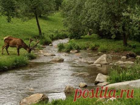 35PHOTO - Галина Хвостенко - Не спугнуть марала...