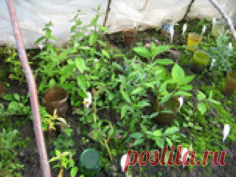 Методика успешного укоренения черенков. Продолжение Попробовать себя в роли «волшебника», мастерски получить из маленькой веточки полноценное растение с хорошо развитой корневой системой может каждый садовод. Для этого надо знать определенные принципы. Продолжим знакомство с успешной методикой укоренения.