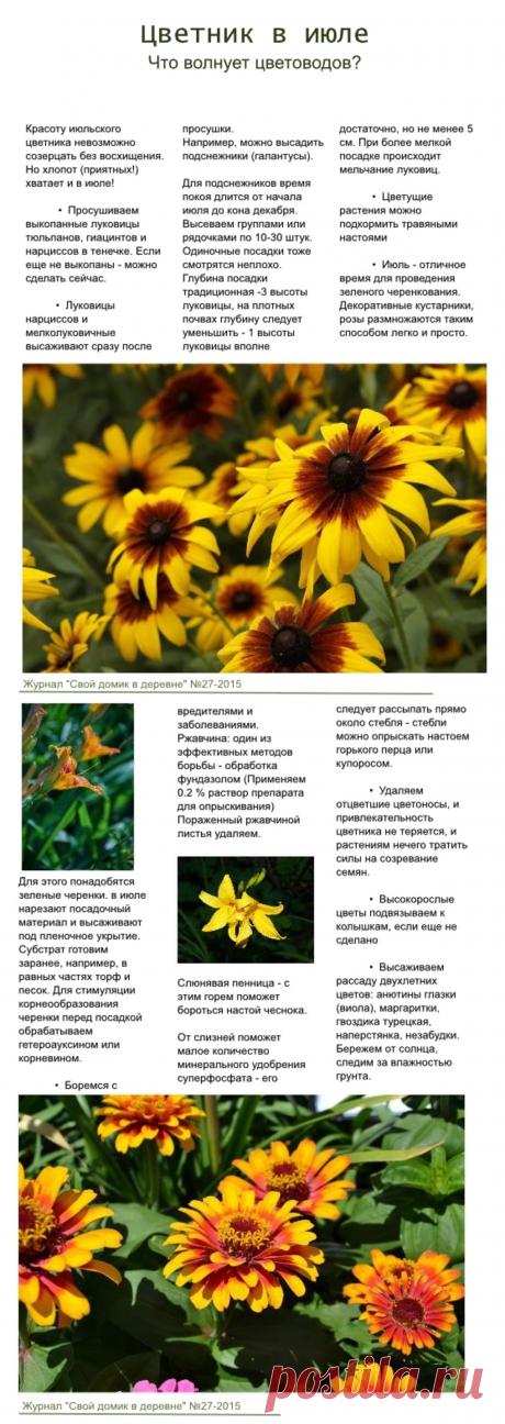 Цветник в июле. Что волнует цветоводов?