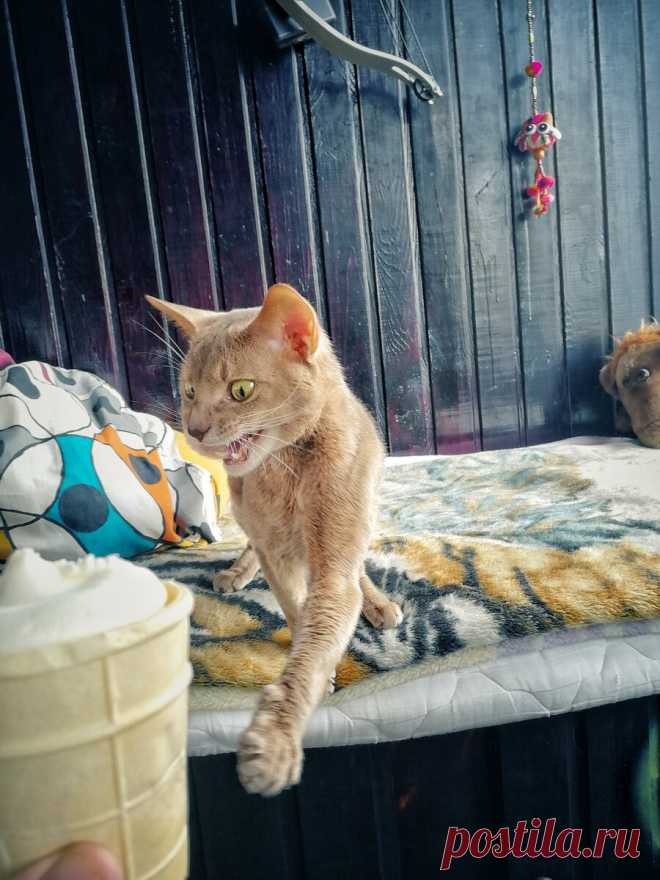 Уже несколько лет я фоткаю смешные и необычные выражения морды моего кота и его весёлые позы. Вы точно улыбнетесь | Блог мобильного фотографа | Яндекс Дзен