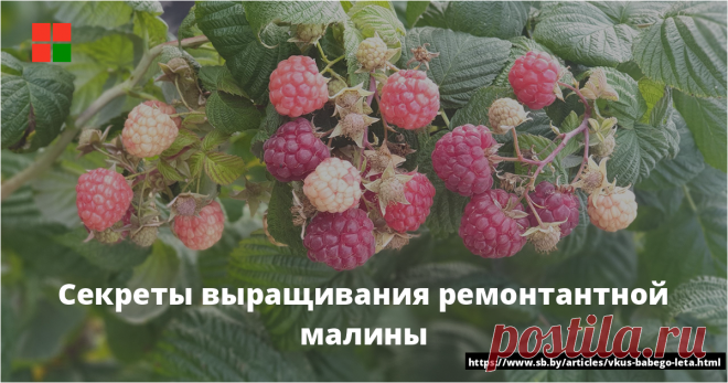 Секреты выращивания ремонтантной малины Октябрь уж на дворе, а ремонтантная малина, знай себе, зреет. Под осенним (пусть и скуповатым) солнцем так и будут нежиться налитые соком желтые, красные, малиновые, персиковые, оранжевые и даже черные ягоды, пока не грянут губительные для них (минус 4—6 градусов) морозы  Фото Ольги Рукевич ...