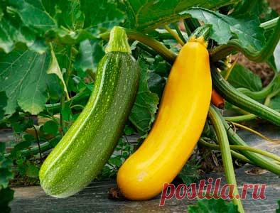 Польза кабачков для организма. Лето – благодатная пора, когда на дачных участках под солнышком созревает такое растение семейства тыквенных, как кабачок. А знаете ли вы в чем польза кабачков для организма? 
В состав мякоти его плодов входят полезная клетчатка, витамины, минералы и микроэлементы. Все это необходимо для нормального функционирования различных систем организма человека.