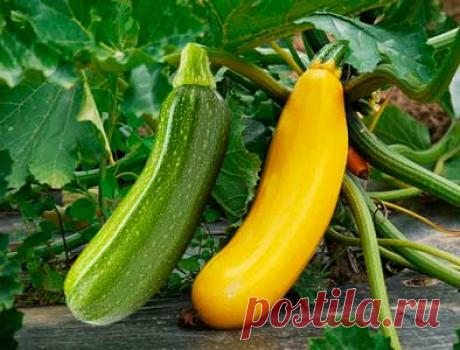 Польза кабачков для организма. Лето – благодатная пора, когда на дачных участках под солнышком созревает такое растение семейства тыквенных, как кабачок. А знаете ли вы в чем польза кабачков для организма? 
В состав мякоти его плодов входят полезная клетчатка, витамины, минералы и микроэлементы. Все это необходимо для нормального функционирования различных систем организма человека.