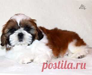 Щенки ши-тцу - Купить щенка ши-тцу Москва - Питомник ши-тцу Москва - щенки ши-тцу